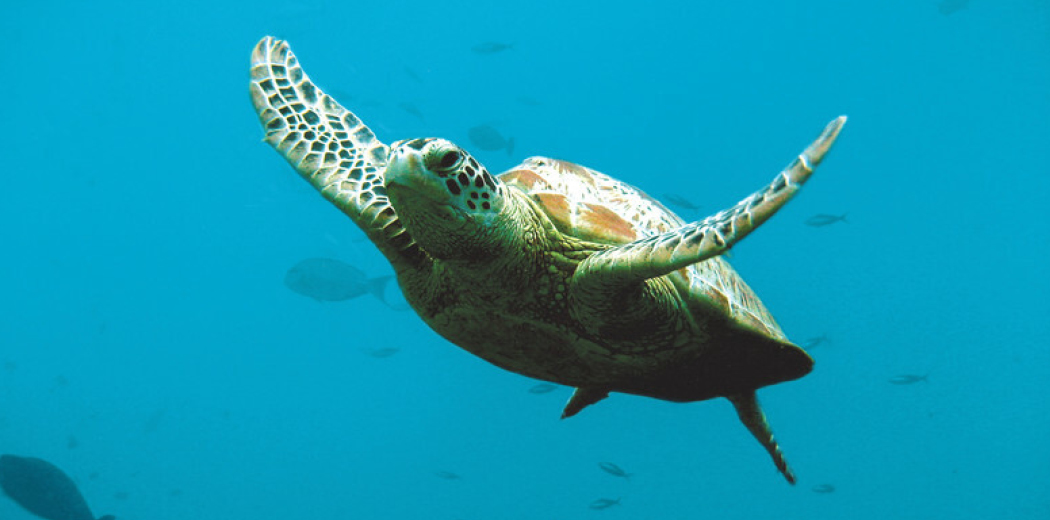 Support our new Wildlife Hospital