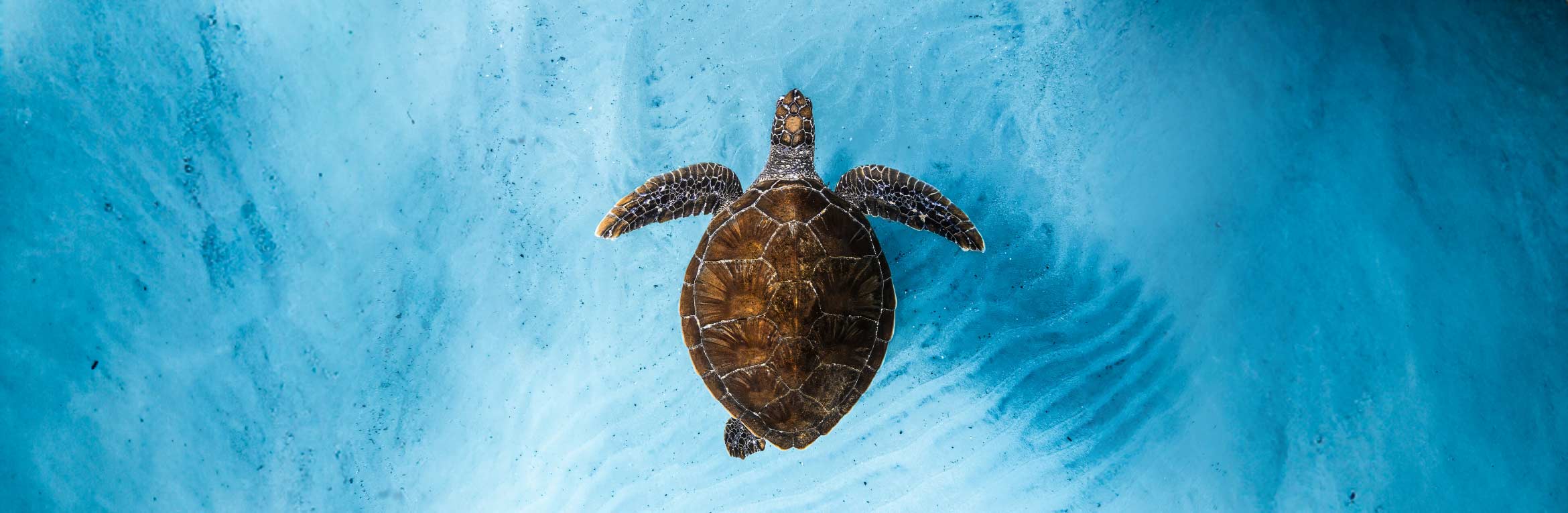 Ocean Film Festival World Tour 2026