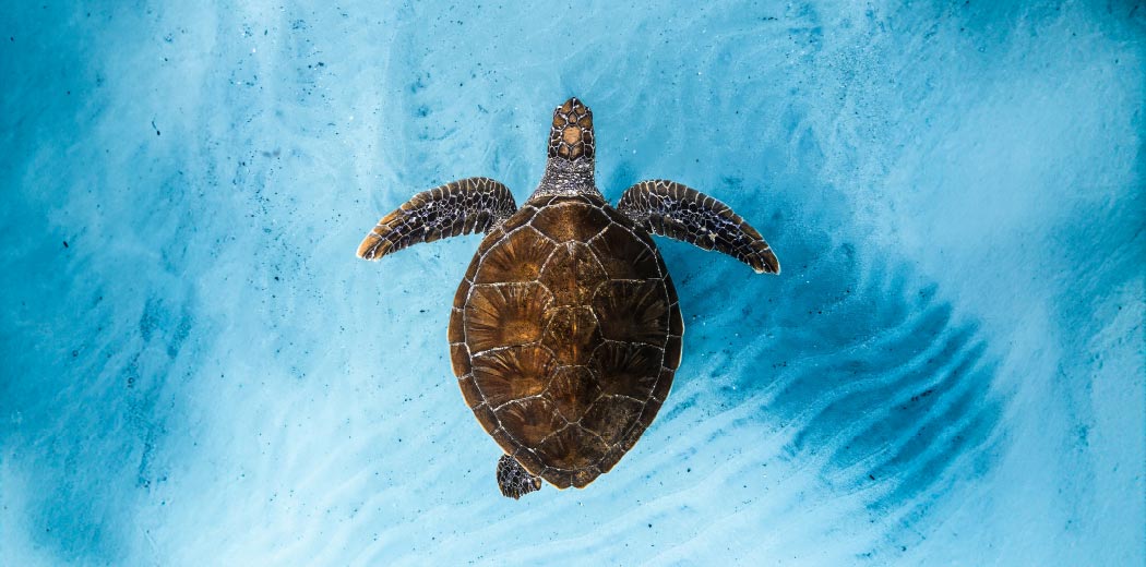 Ocean Film Festival World Tour 2026