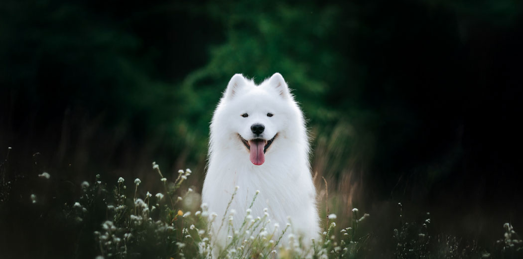 Top Dog Film Festival 2026