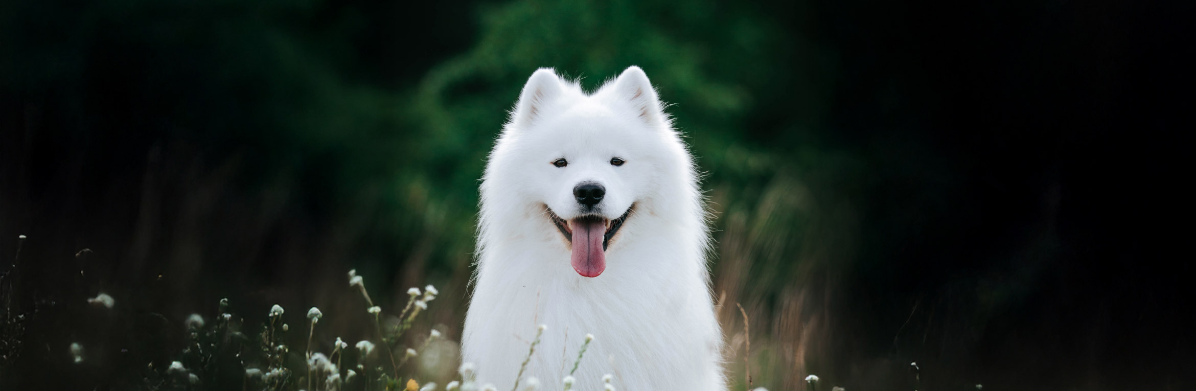 Top Dog Film Festival 2026