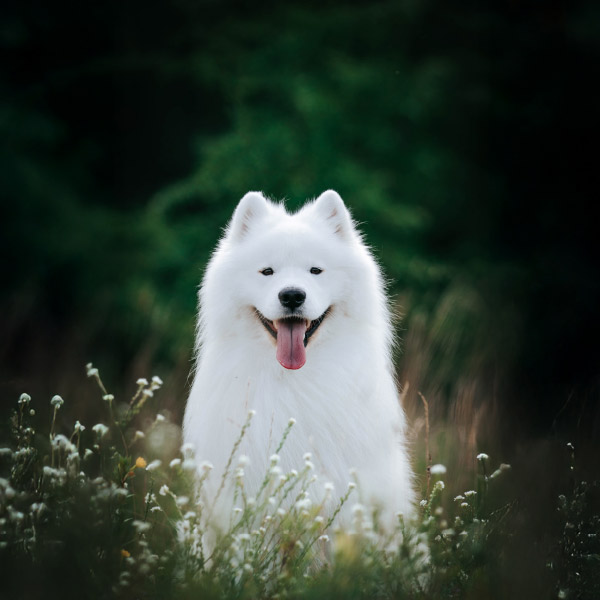 Top Dog Film Festival 2026